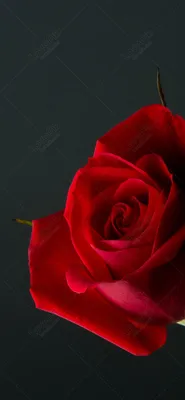 Заставка на телефон розы красные - 70 фото