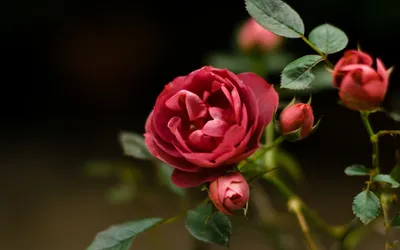 Изображение Розовой Розы в формате для мобильного телефона в JPG | Розовая  Роза Фото №407 скачать