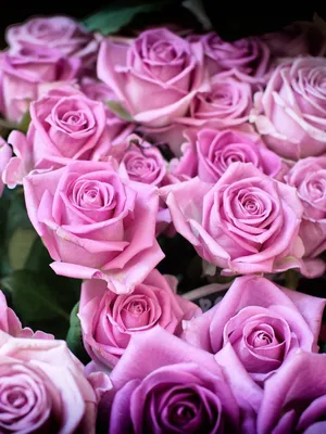 Детали красной розы цветут для обоев предпосылки и мобильного телефона  Стоковое Фото - изображение насчитывающей посмотрите, линии: 103383446