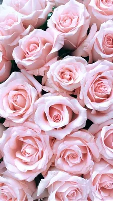 Розовый букет роз со смычком Харта форменным и мобильный телефон с экраном  космоса экземпляра Стоковое Изображение - изображение насчитывающей  подарок, лук: 137112235