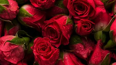 Купить Чехол для телефона с картинкой №2107 Розовые розы в Минске