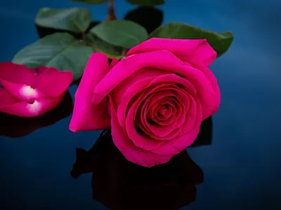 Скачать обои на самсунг для девушек цветы розы. | Цветы заставки на телефон.  | Постила