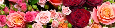 Подарочная коробка с розами для подарков на день рождения, валентинки или  матери Стоковое Фото - изображение насчитывающей красно, валентинки:  48497172