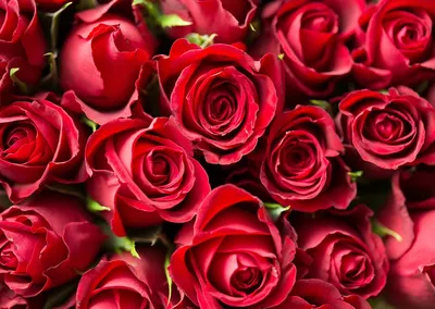 Красивые розы с днем рождения - 77 фото