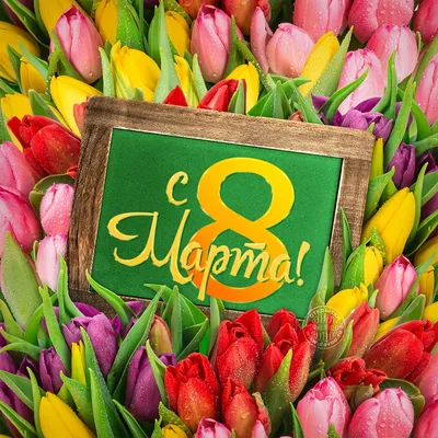 Выбираем тюльпаны к 8 марта - Газета «Караван Ярмарка»
