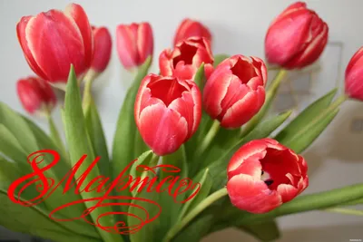 Открытка с наступающим 8 марта, с красивыми тюльпанами • Аудио от Путина,  голосовые, музыкальные