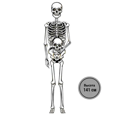 скелеты halloween стоковое фото. изображение насчитывающей скелеты -  16111646