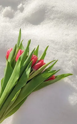 Картинки тюльпаны на снегу фотографии
