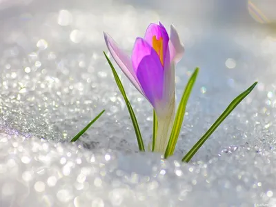 Крокус фиолетовый растет на снегу, весенний цветок. Stock Photo | Adobe  Stock
