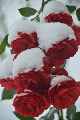 ❄❀❅Цветы под снегом... горький аромат... как счастье позднее...❀ ❆.  Обсуждение на LiveInternet - Российский Сервис Онлайн-Дневников