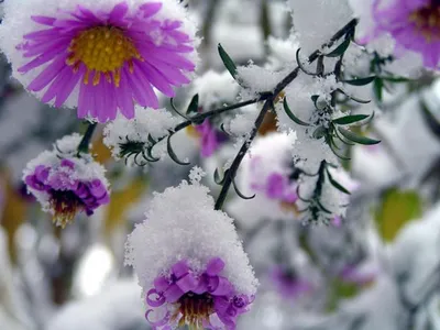 Цветы, #Снег, #аватары, #картинки, #фотки, #арт,  https://avatarko.ru/kartinka/9634 | Идеи посадки растений, Первоцветы,  Весенние цветы