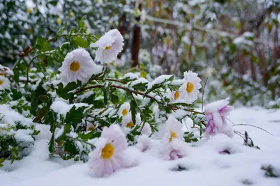 розовые цветы в снегу на кустах в снежный день, зима, высокое разрешение,  одомашненный фон картинки и Фото для бесплатной загрузки