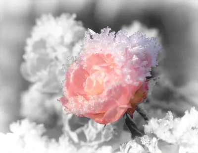 синие цветы в снегу с белой снежной бурей Фон Обои Изображение для  бесплатной загрузки - Pngtree