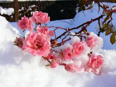 Плейкаст «Цветы под снегом» | Розы, Цветы, Растения