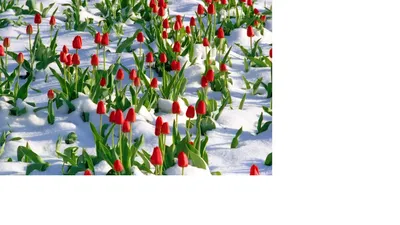 цветок в снегу с ярким солнцем сияющим на них, одинокий цветок,  распустившийся зимой, сияет на солнце фон картинки и Фото для бесплатной  загрузки