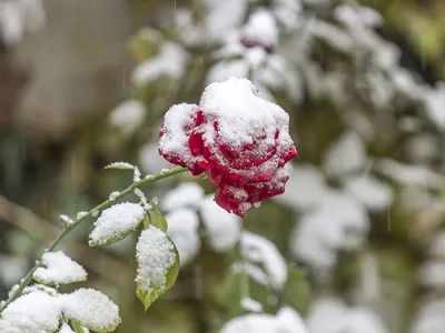 Цветы в снегу :: Lybov – Социальная сеть ФотоКто