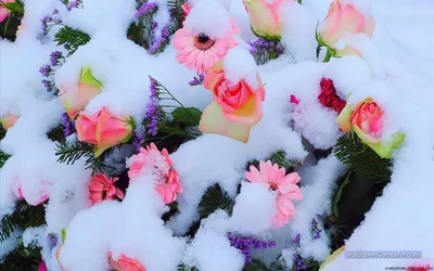 Роза на снегу: цена, заказать с доставкой по Макушино в интернет-магазине  Cyber Flora®