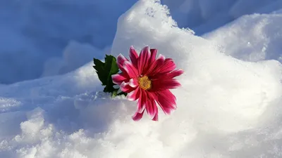 Цветы и снег | ФОТОВЫСТАВКА