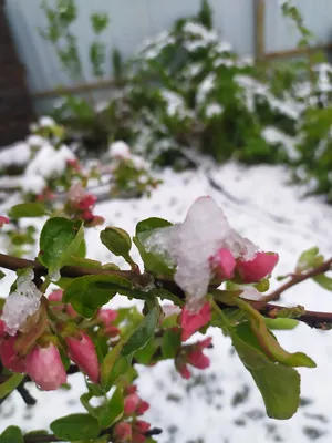 Цветы в снегу (129 фото) »