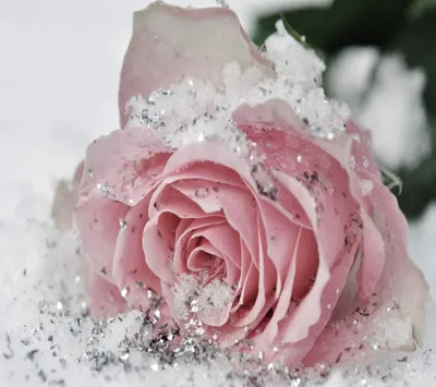 Купить Цветы на новый год \"Цветы в снегу цветут однажды\" в Москве по 2550 ₽  арт – 15161