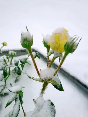 Цветы под снегом: семь фото красивого Новосибирска 30.09.2022 - 30 сентября  2022 - НГС