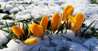 Розовые Цветы В Снегу — стоковые фотографии и другие картинки Май - Май,  Погода, Автомобиль - iStock