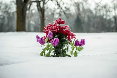 Букет «Цветы в снегу» цена 1 700 грн купить букет с доставкой по Львову -  Kvitna - Ирис, Тюльпан