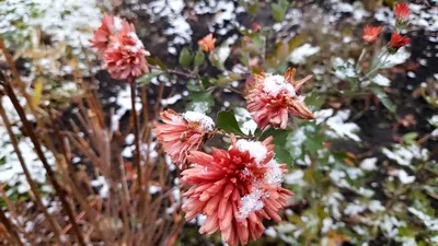 Бесплатные Цветы в снегу стоковые фотографии | FreeImages