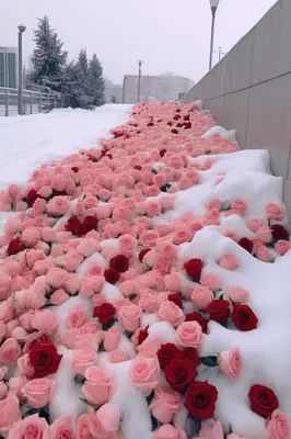 Цветы в снегу - 73 фото