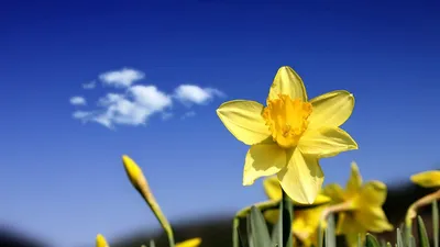 Обои \"Весна\" на рабочий стол, скачать бесплатно лучшие картинки Весна на  заставку ПК (компьютера) | mob.org