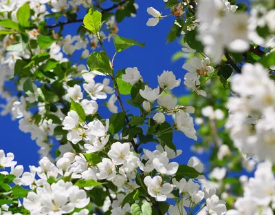 Скачать Цветы, Природа, Весна, обои, картинки full hd на рабочий стол -  83994