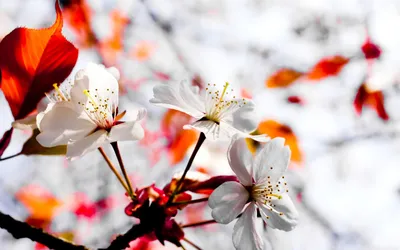 Обои на рабочий стол Цветущая весной вишневая ветка на фоне голубого неба с  яркими лучами полуденного солнца, порхающими бабочками и опадающих  лепестков цветов, обои для рабочего стола, скачать обои, обои бесплатно