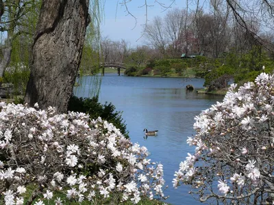 Обои весна, деревья, река, раздел Природа, размер 1920х1080 full HD -  скачать бесплатно картинку на рабочий стол и телефон