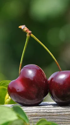 Обои вишня, фрукты, сок, растение, дерево на телефон Android, 1080x1920  картинки и фото бесплатно