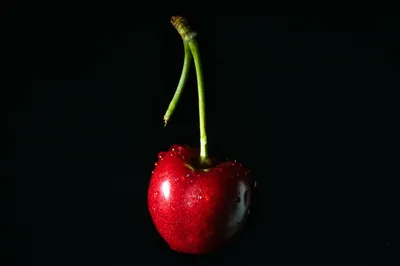захват рук, держащих мобильный телефон и фотографирующих урожай вишни в  синем металлическом ведре Стоковое Фото - изображение насчитывающей вкусно,  ягод: 224194362
