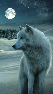 Обои на телефон — волки 1080×1920 | Zamanilka | Wolf spirit animal, Wolf  wallpaper, Wolf dog