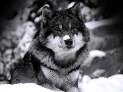 Обои на телефон — волки 1080×1920 | Zamanilka | Фотографии животных, Дух  волка, Черные волки