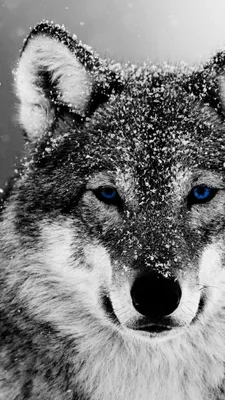 Обои на телефон — волки 1080×1920 | Zamanilka | Wild animals pictures, Wolf  photos, Cute animal drawings