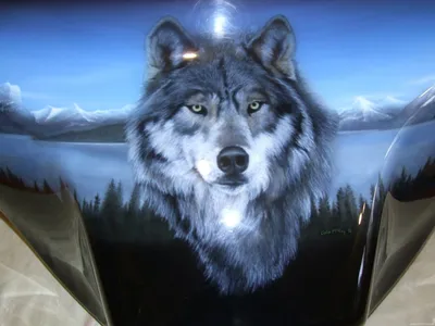 Image wolf Animals 640x960
