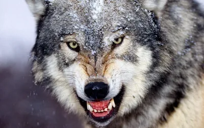 Морда сердитого волка в снегу - обои на телефон