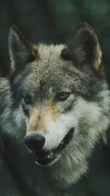 Обои на телефон волк, хищник, собака, взгляд - скачать бесплатно в высоком  качестве из категории \"Животные\"