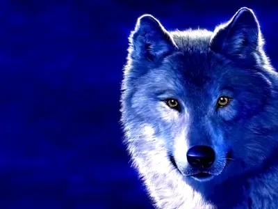 Wild Wolf HD APK pour Android Télécharger