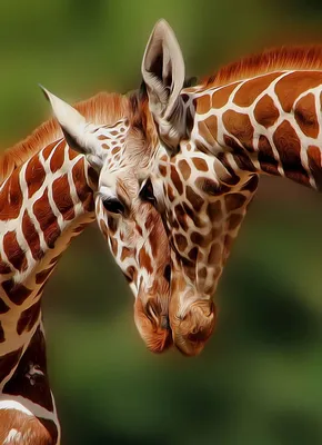 Картинка жираф - 57 фото