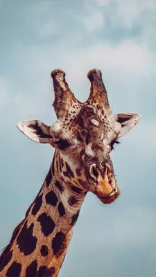 Pin by Eliana Santana on girafas | Animal wallpaper, Giraffe, Animals  beautiful