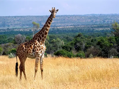 Красочный аватар с жирафом, скачать картинки с животными — Фотографии для  аватара | Жираф, Животные, Фотографии