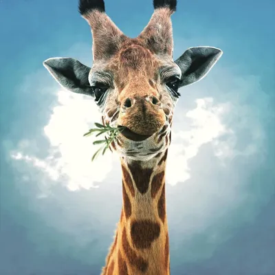 MERAGOR | Мультяшный жираф на аву