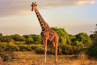 Жираф красивый рисунок - 70 фото
