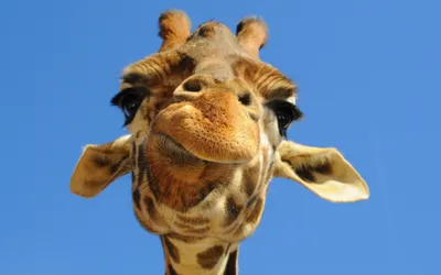Картинка жираф - 57 фото