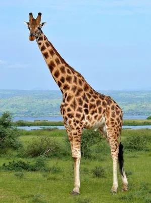 Забавные Жирафы - красивые фото