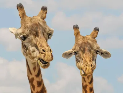 Жирафы красивые картинки (49 фото) - 49 фото
